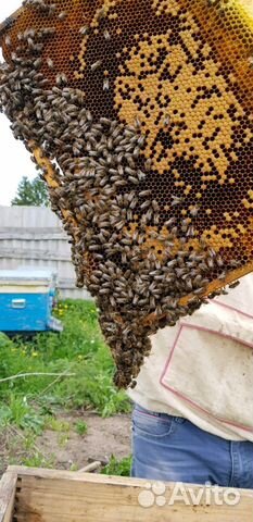 Пчелопакеты Среднерусской породы купить на Зозу.ру - фотография № 1