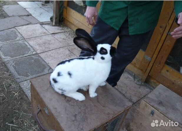 Продам кроликов мясных пород от 45 дней и старше купить на Зозу.ру - фотография № 6