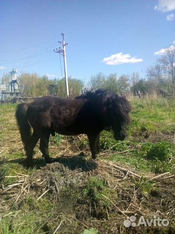 Жеребчик пони