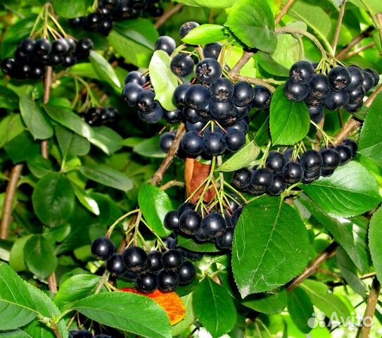 Черная Рябина - (Black Chokeberry)