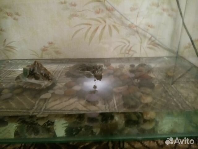 Красноухая черепаха большая с аквариумом