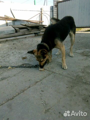 Собака Раиса купить на Зозу.ру - фотография № 4