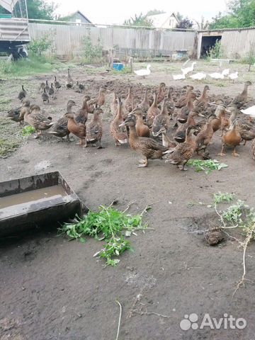 Подсадные кряковые утки купить на Зозу.ру - фотография № 2