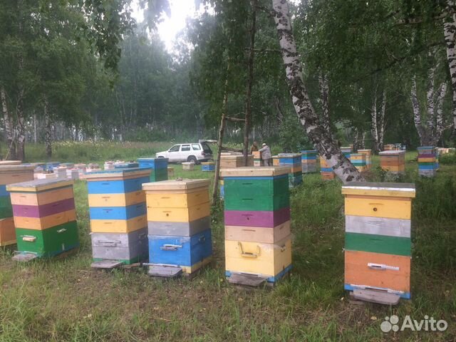 Пчёлопакеты Карника купить на Зозу.ру - фотография № 7