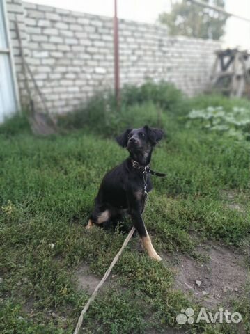 Собака для дома и двора купить на Зозу.ру - фотография № 1