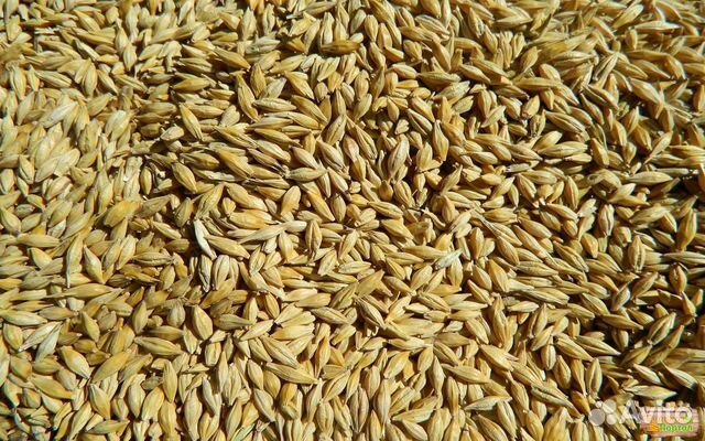Пшеница, ячмень, кукуруза купить на Зозу.ру - фотография № 1