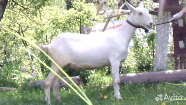 Зааненские козы и козлята купить на Зозу.ру - фотография № 8
