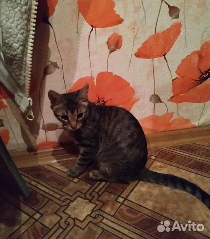 Ласковый Ёшкин - котенок в хорошие ручки