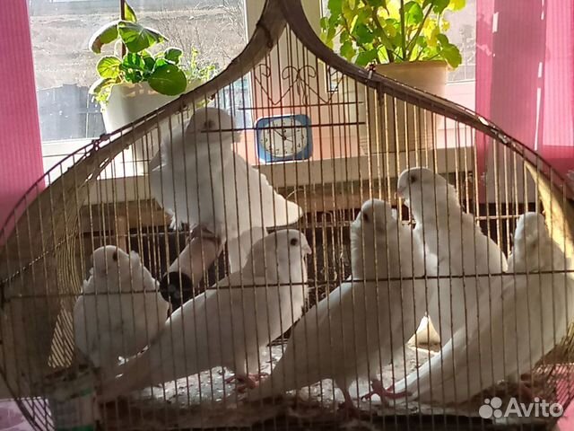 Голуби китайские чайки купить на Зозу.ру - фотография № 1
