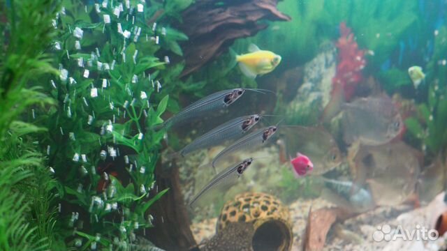 Продам аквариум с рыбками купить на Зозу.ру - фотография № 5