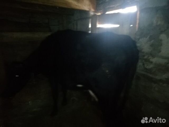 Продоется корова стельная 3 отелом купить на Зозу.ру - фотография № 2