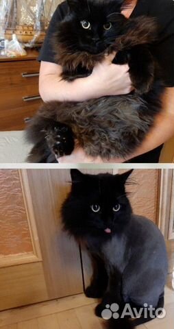 Стрижка кошек котов с выездом на дом Стрижка кошек котов с выездом на дом