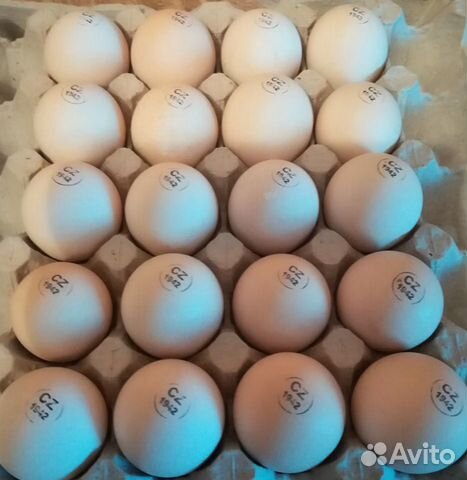 Инкубационное яйцо из Европы бойлеровкобб Росс купить на Зозу.ру - фотография № 1