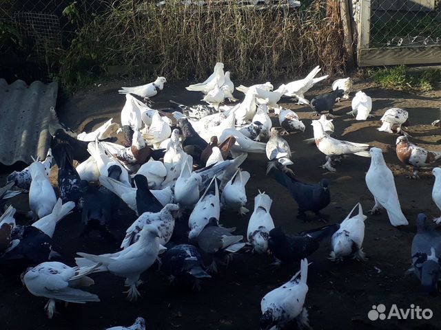 Андижанские голуби купить на Зозу.ру - фотография № 1