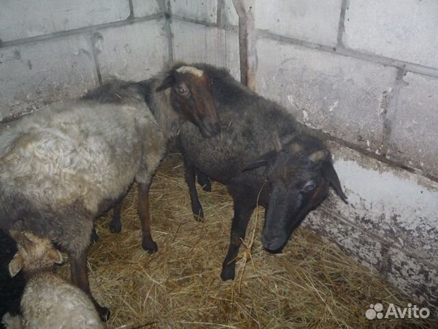 Поросята, хряк, бычок, овцы купить на Зозу.ру - фотография № 1