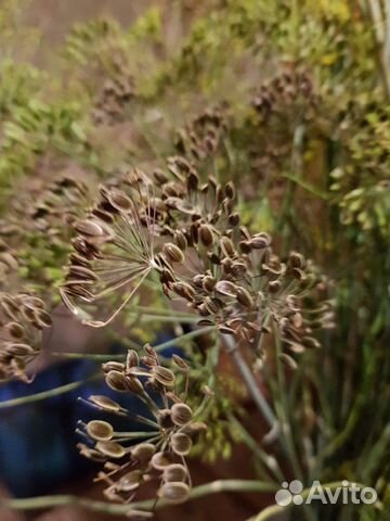 Семена укропа со своего огорода