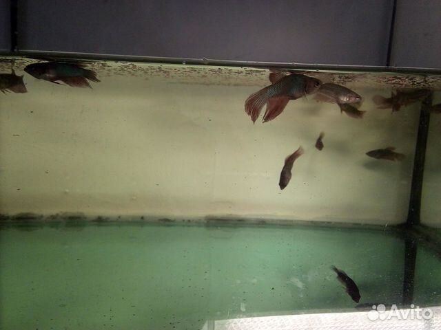 Петушок (Betta splendens) аквариумные рыбки купить на Зозу.ру - фотография № 1