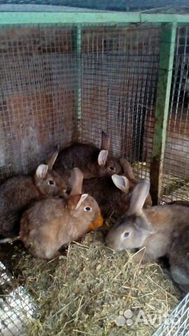 Кролики на мясо купить на Зозу.ру - фотография № 1
