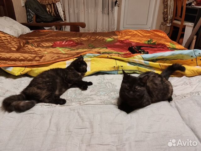 Отдам котят в хорошие руки