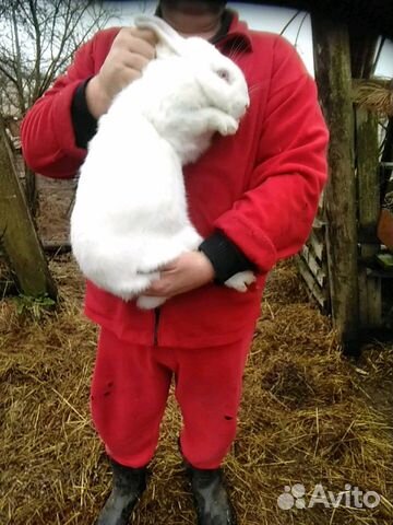 Продам крольчат белый панон возраст 2 месяца купить на Зозу.ру - фотография № 1