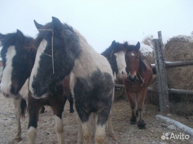 Жеребец И лошади с откорма купить на Зозу.ру - фотография № 2