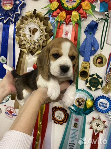 Бигль щенки