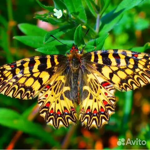 Тропические бабочки купить на Зозу.ру - фотография № 1