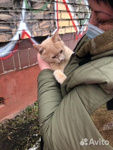 Простые котятки купить на Зозу.ру - фотография № 10
