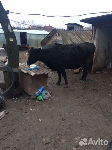 Продам корову, и тёлку 10 месяцев купить на Зозу.ру - фотография № 4