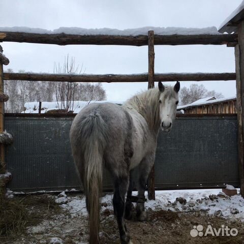 Продается очень упитанная лошадь купить на Зозу.ру - фотография № 3