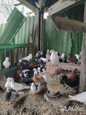 Высоколетные летные голуби купить на Зозу.ру - фотография № 5