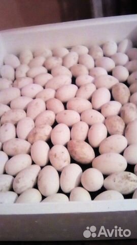 Гусиные яйца на инкубацию купить на Зозу.ру - фотография № 2