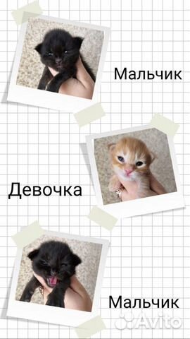 Котята мейн-кун купить на Зозу.ру - фотография № 2