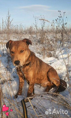 Кобель в добрые руки