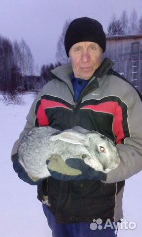 Кролики для разведения купить на Зозу.ру - фотография № 1