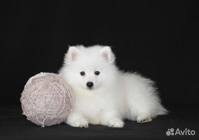 Белоснежное чудо щенки японского шпица купить на Зозу.ру - фотография № 2
