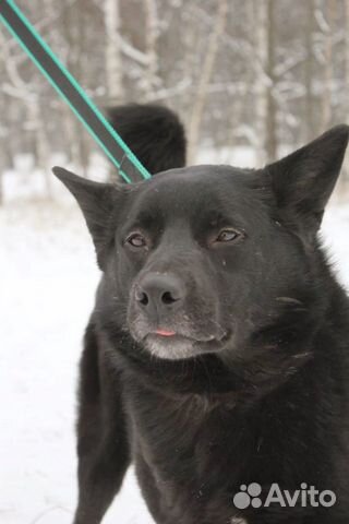 Чёрная красавица собака Ночь в дар купить на Зозу.ру - фотография № 3