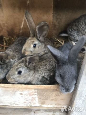 Кролики большие. Мать и 5 крольчат купить на Зозу.ру - фотография № 5