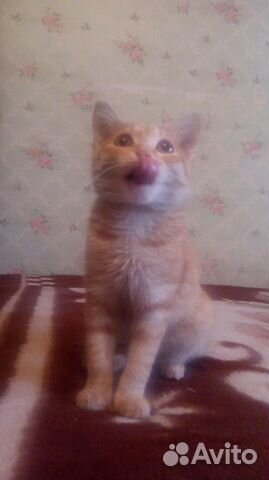 Оьдам котенка купить на Зозу.ру - фотография № 1