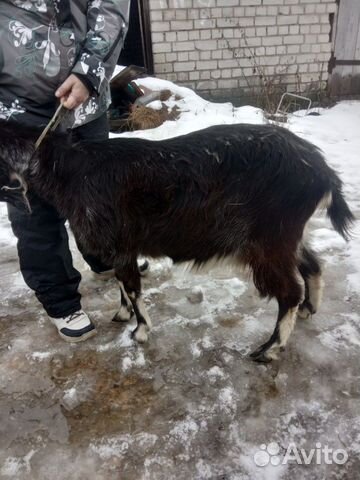 Дойноя коза купить на Зозу.ру - фотография № 2