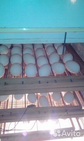 Инкубацыонное яйцо гусята купить на Зозу.ру - фотография № 2