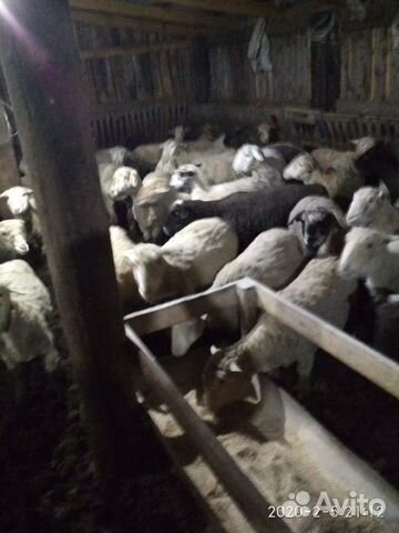 Овцы матки откормочные купить на Зозу.ру - фотография № 2