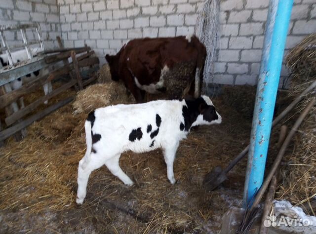 Корова 2 ател с бычком. Бычку 1 месяц 7 дней купить на Зозу.ру - фотография № 2