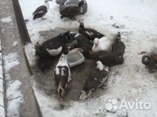 Мускусные селезни утки купить на Зозу.ру - фотография № 2