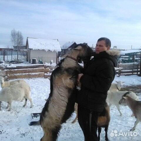 Чп альпийский козел, дойные козы, молодняк купить на Зозу.ру - фотография № 2