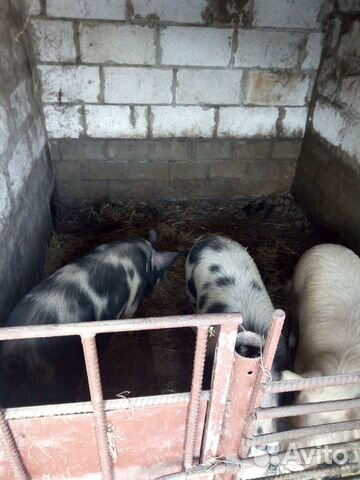 Свиньи на мясо, свинина купить на Зозу.ру - фотография № 4
