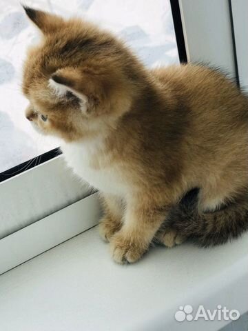 Шотландский Котёнок купить на Зозу.ру - фотография № 2