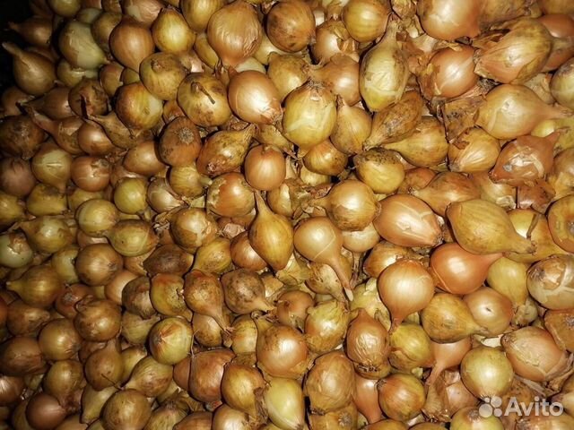 Лук-севок Лук-севок