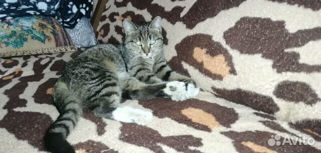 Кошка