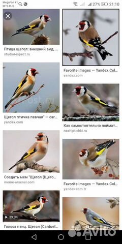 Певчие птицы купить на Зозу.ру - фотография № 2